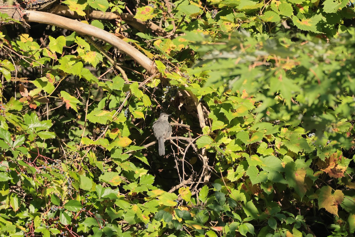 Gray Catbird - ML641304849