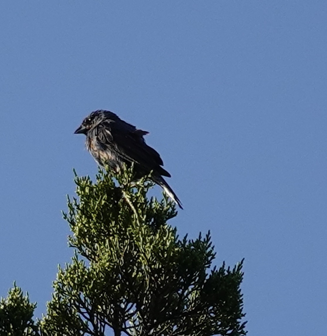 Indigo Bunting - ML641304855