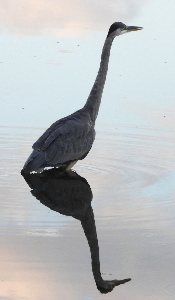 Great Blue Heron - ML641304857