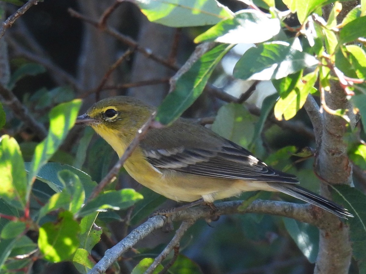 Pine Warbler - ML641304858