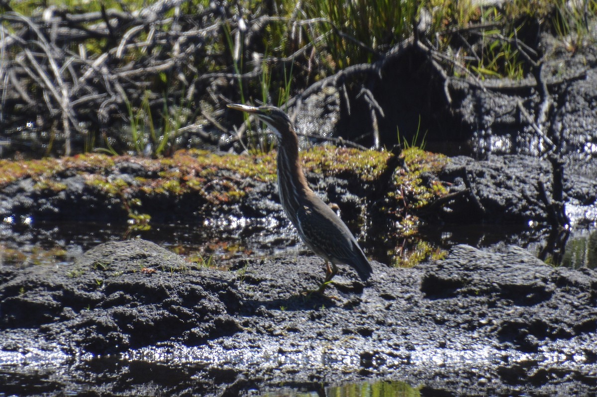 Green Heron - ML641304859