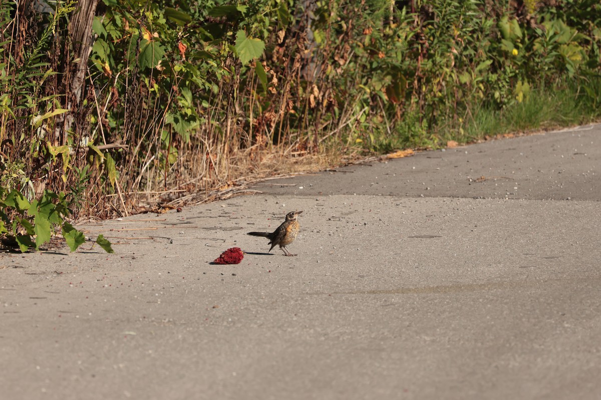 American Robin - ML641304860