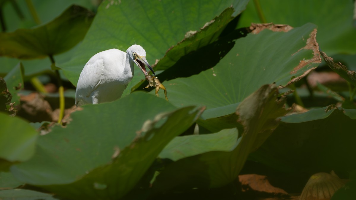 Little Blue Heron - ML641304862