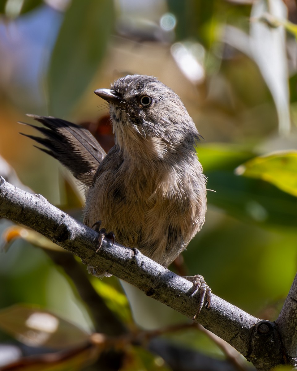 Wrentit - ML641304864