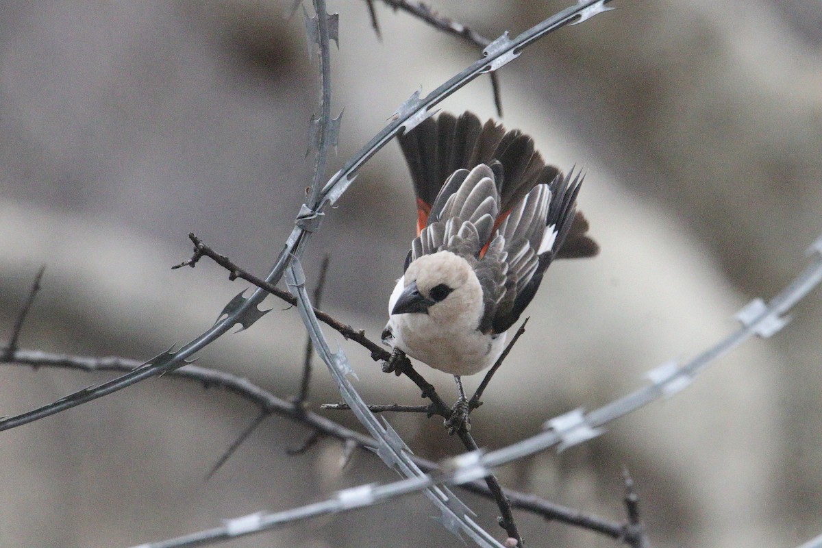 White-headed Buffalo-Weaver - ML641304877