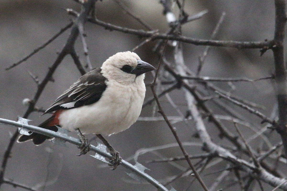 White-headed Buffalo-Weaver - ML641304878