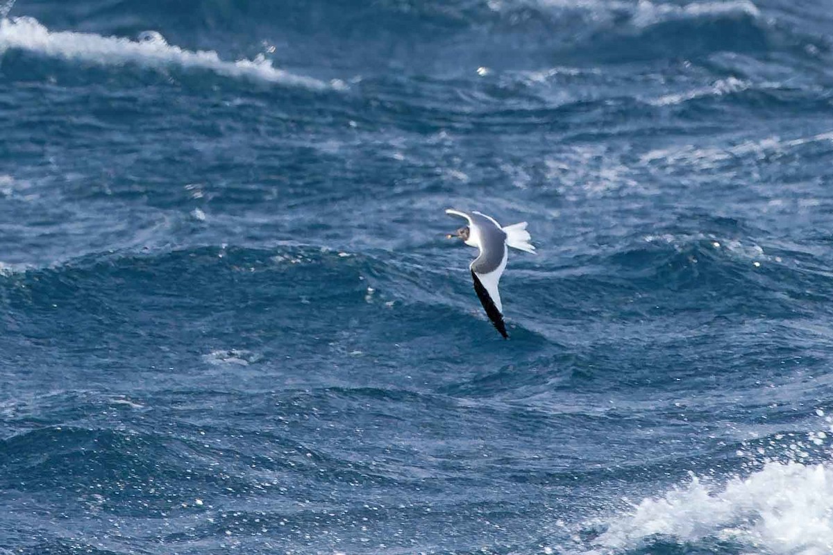 Sabine's Gull - ML641304880