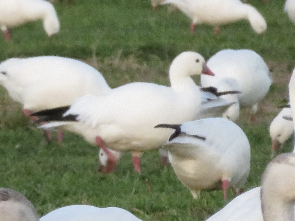 Ross's Goose - ML641304891