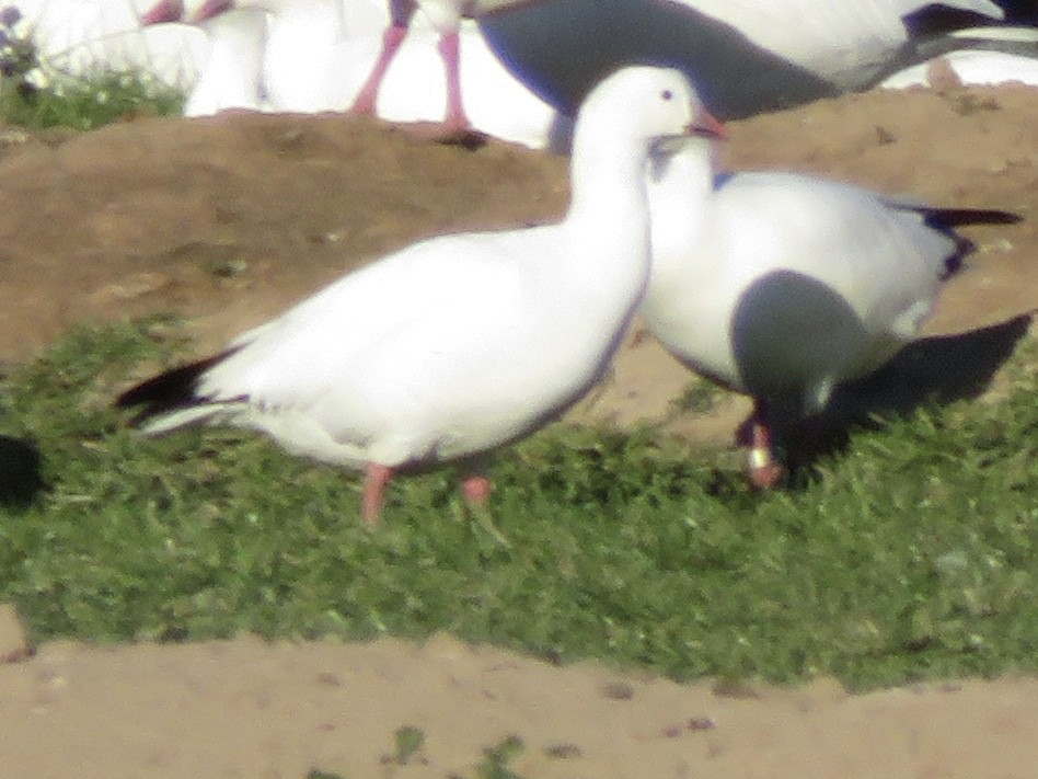 Ross's Goose - ML641304892
