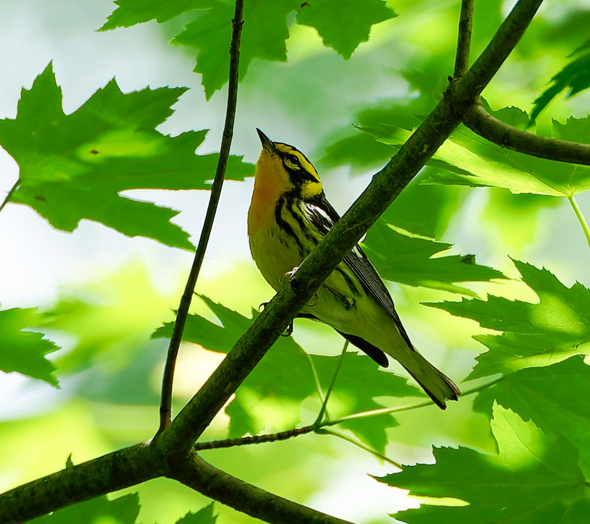 Blackburnian Warbler - ML641304909