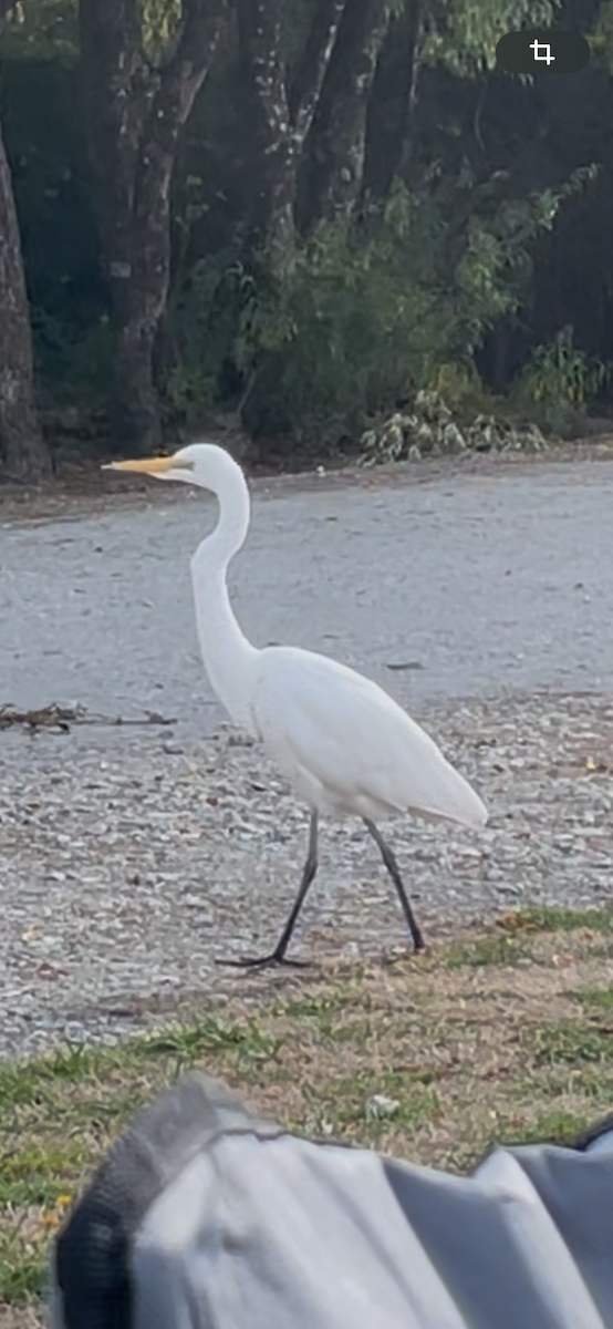 volavka bílá - ML641304938