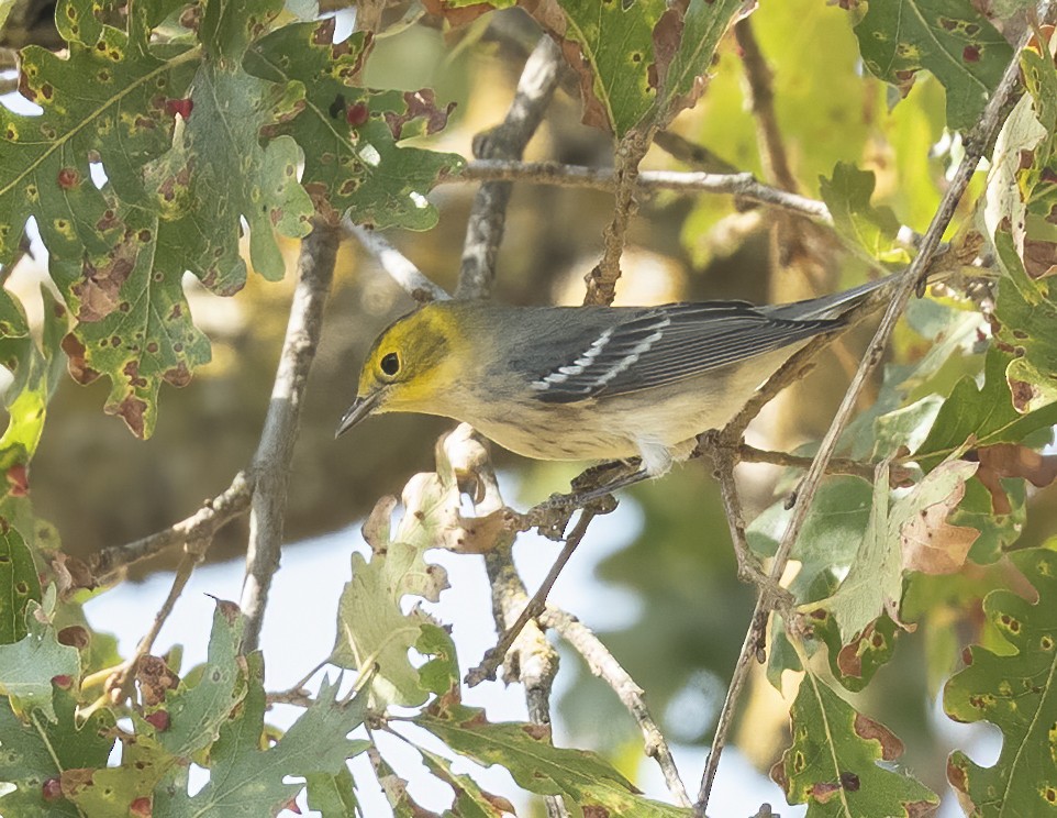 Townsend's x Hermit Warbler (hybrid) - ML641304946