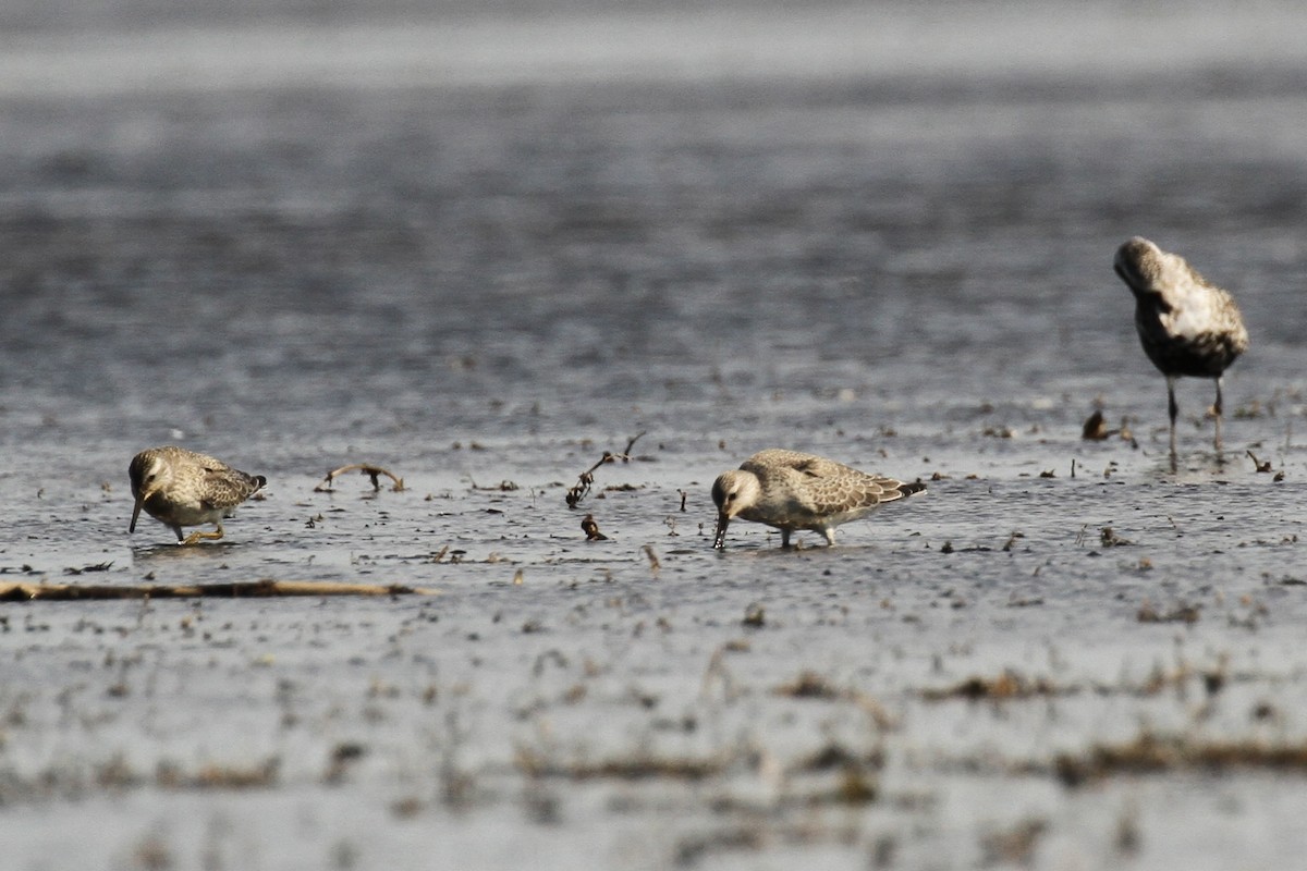 Red Knot - ML641304953