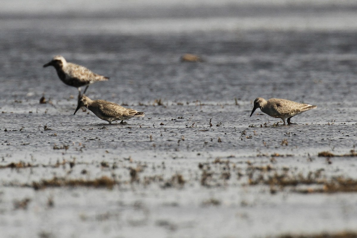 Red Knot - ML641304954