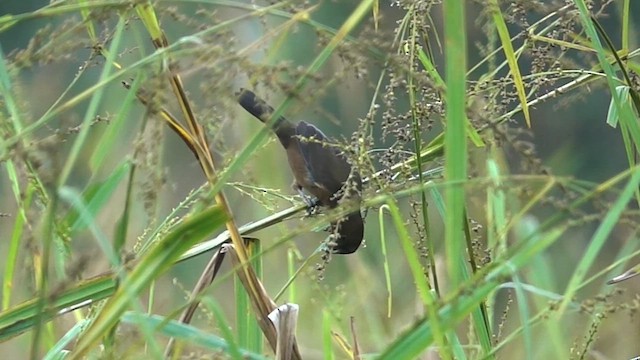 Black-billed Seed-Finch - ML641304960
