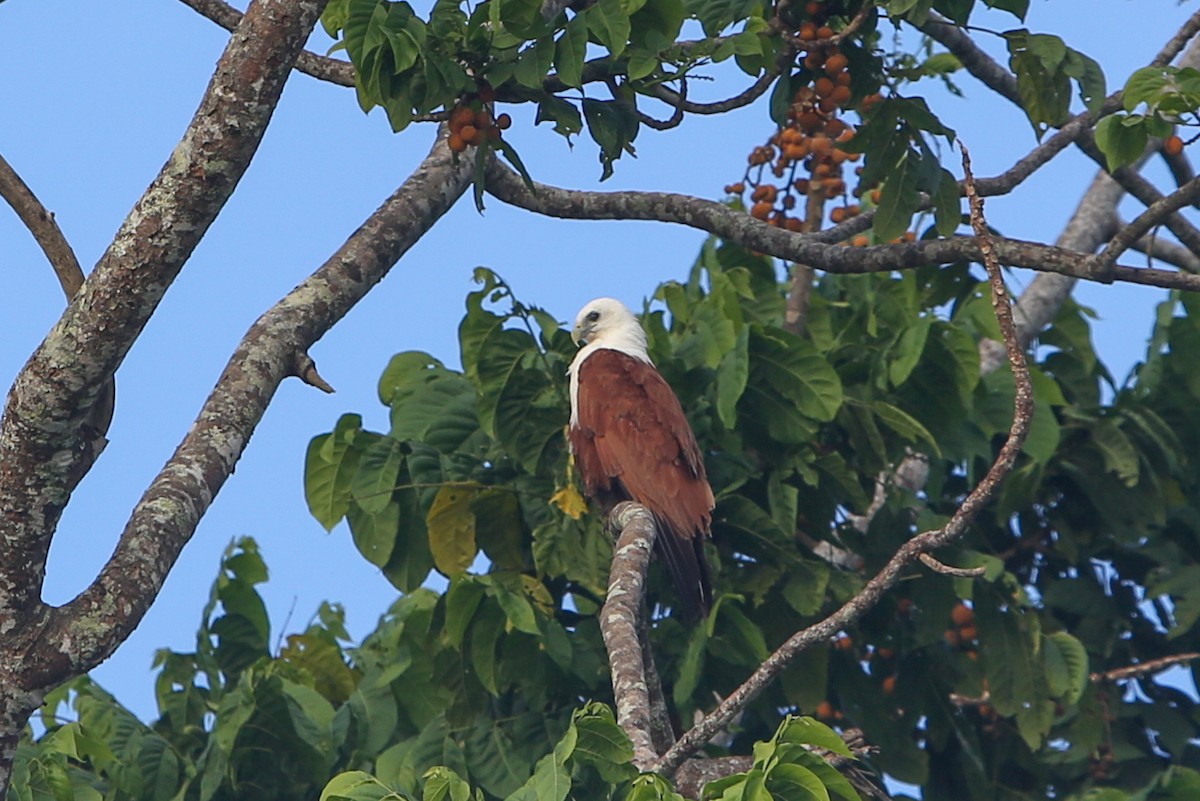 Brahmanenmilan - ML641304962