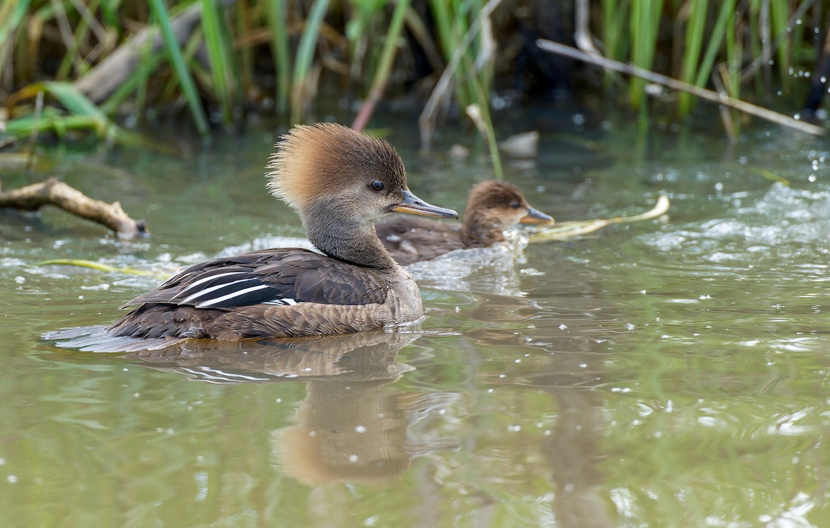 Hooded Merganser - ML641305025