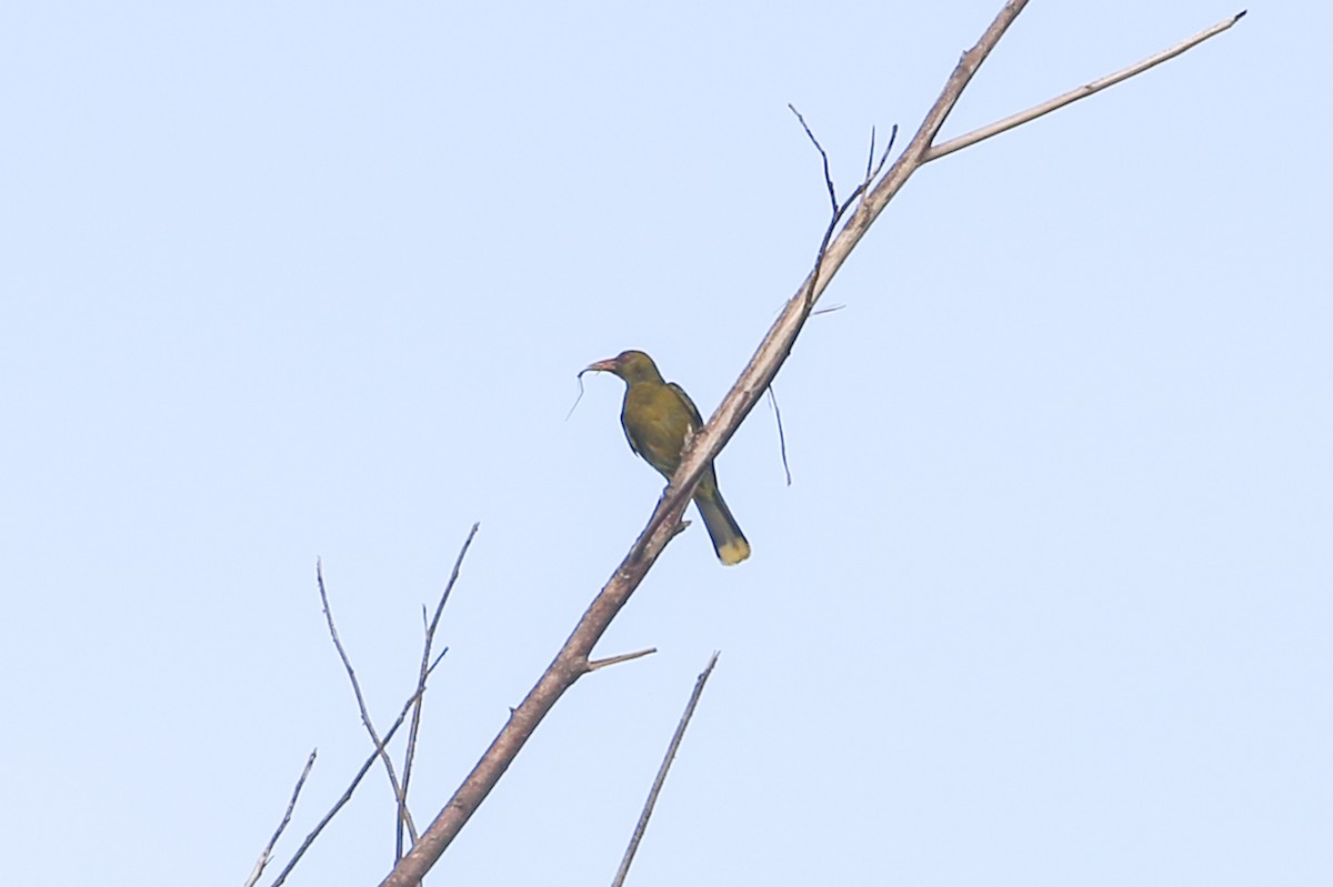Mangrovepirol - ML641305028
