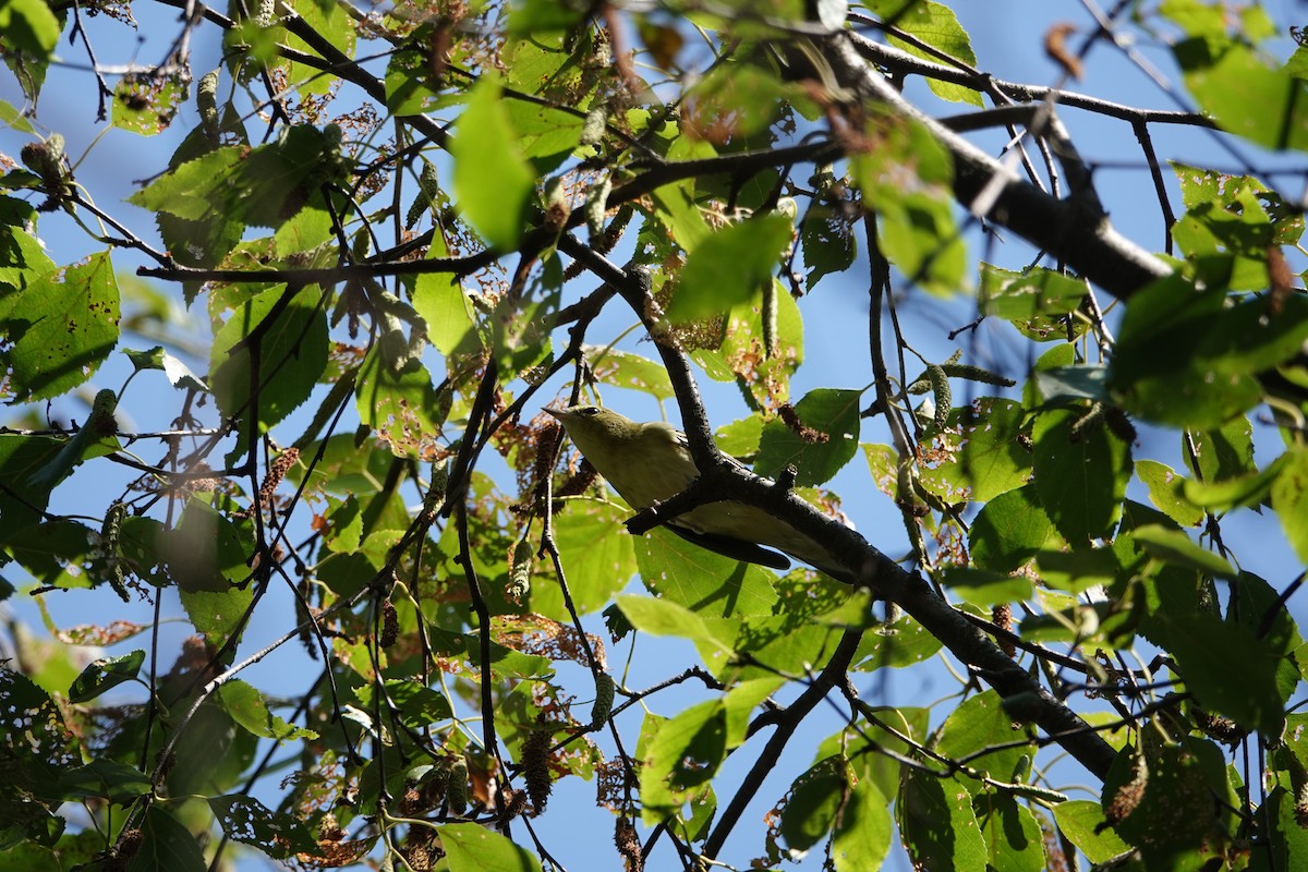 Bay-breasted Warbler - ML641305033