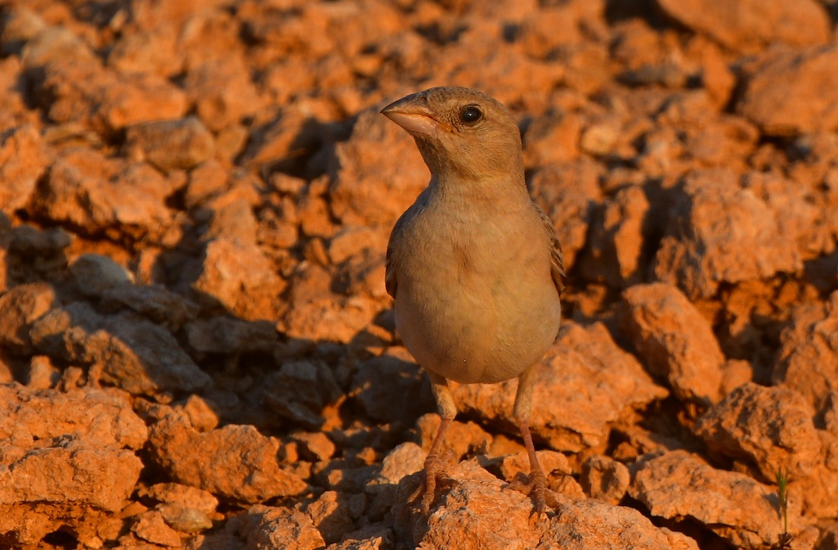 Pale Rockfinch - ML641305037