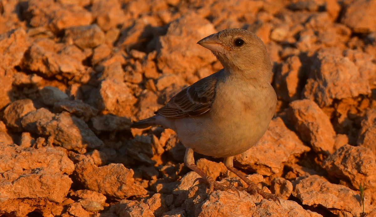 Pale Rockfinch - ML641305038