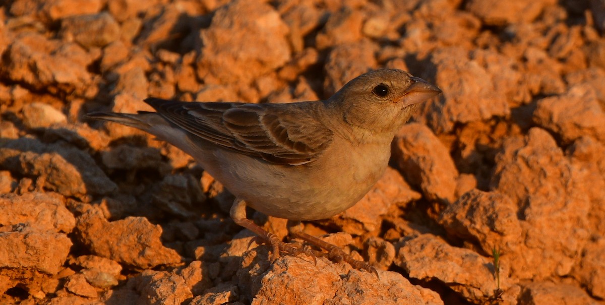 Pale Rockfinch - ML641305039