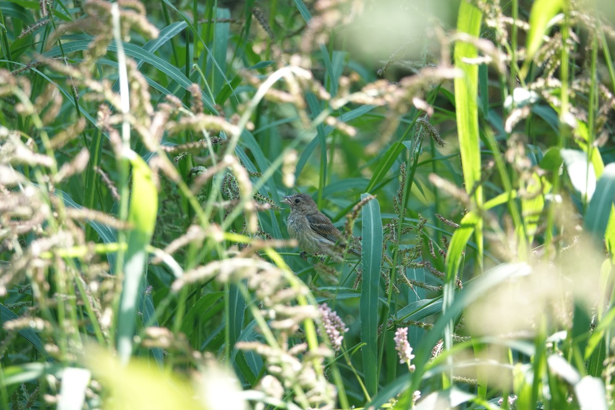 Indigo Bunting - ML641305051
