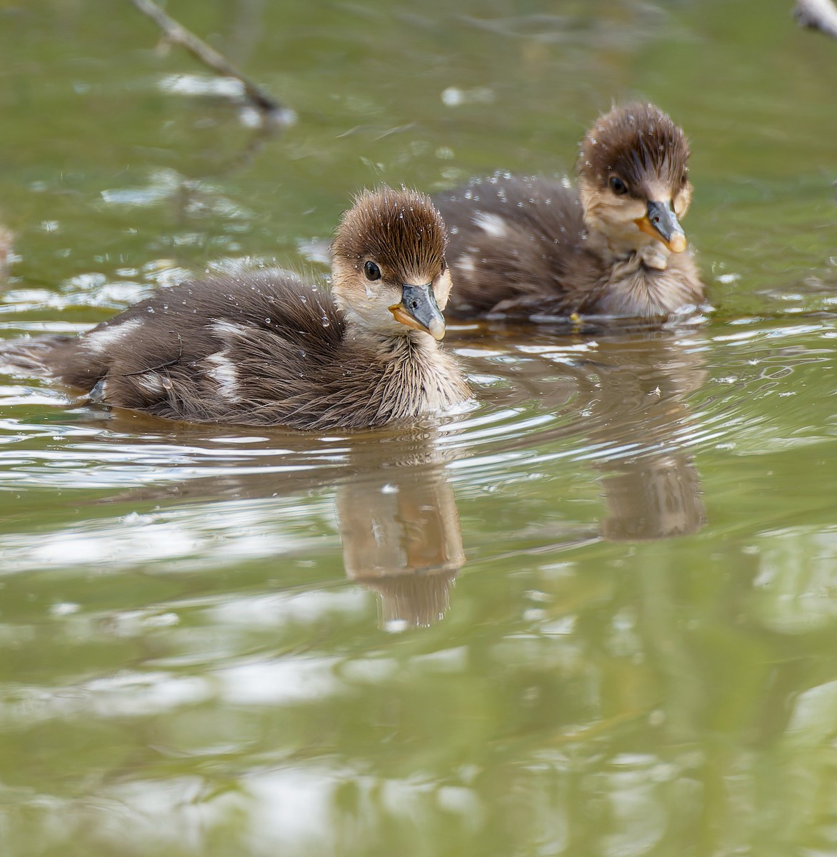 Hooded Merganser - ML641305055