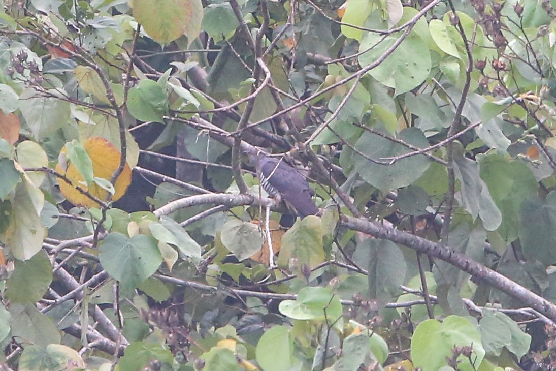 Hopfkuckuck - ML641305056