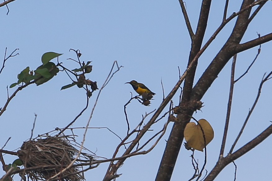 Sahul Sunbird - ML641305071