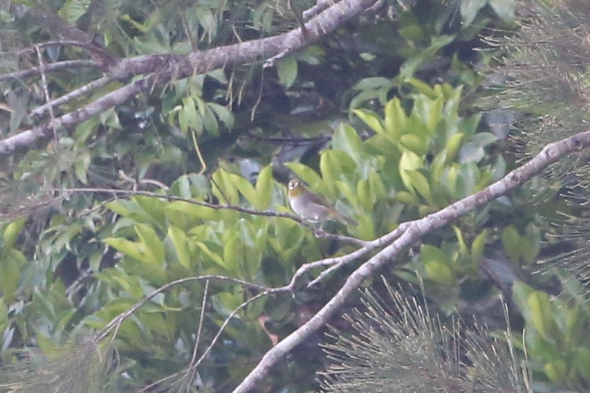Graumantel-Brillenvogel - ML641305083
