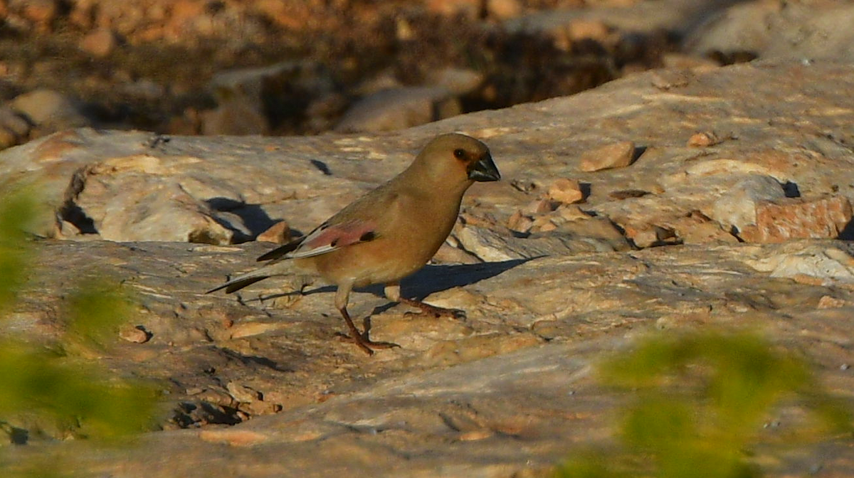 Desert Finch - ML641305084