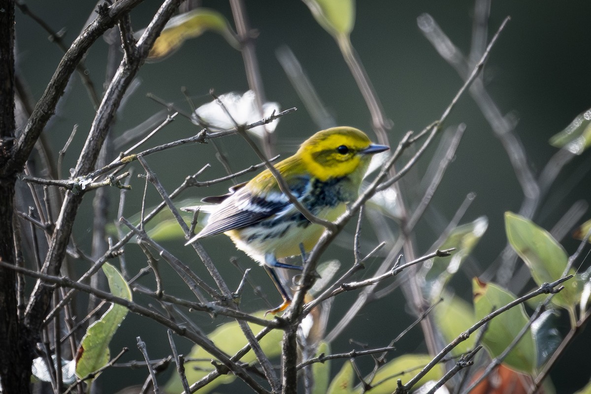 Black-throated Green Warbler - Peter Swaine