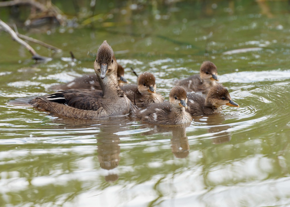 Hooded Merganser - ML641305091