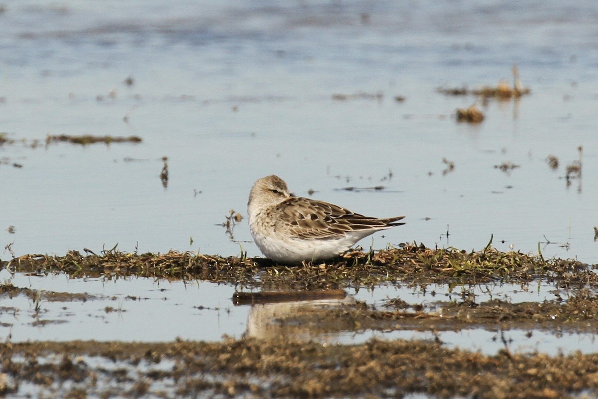 White-rumped Sandpiper - ML641305097