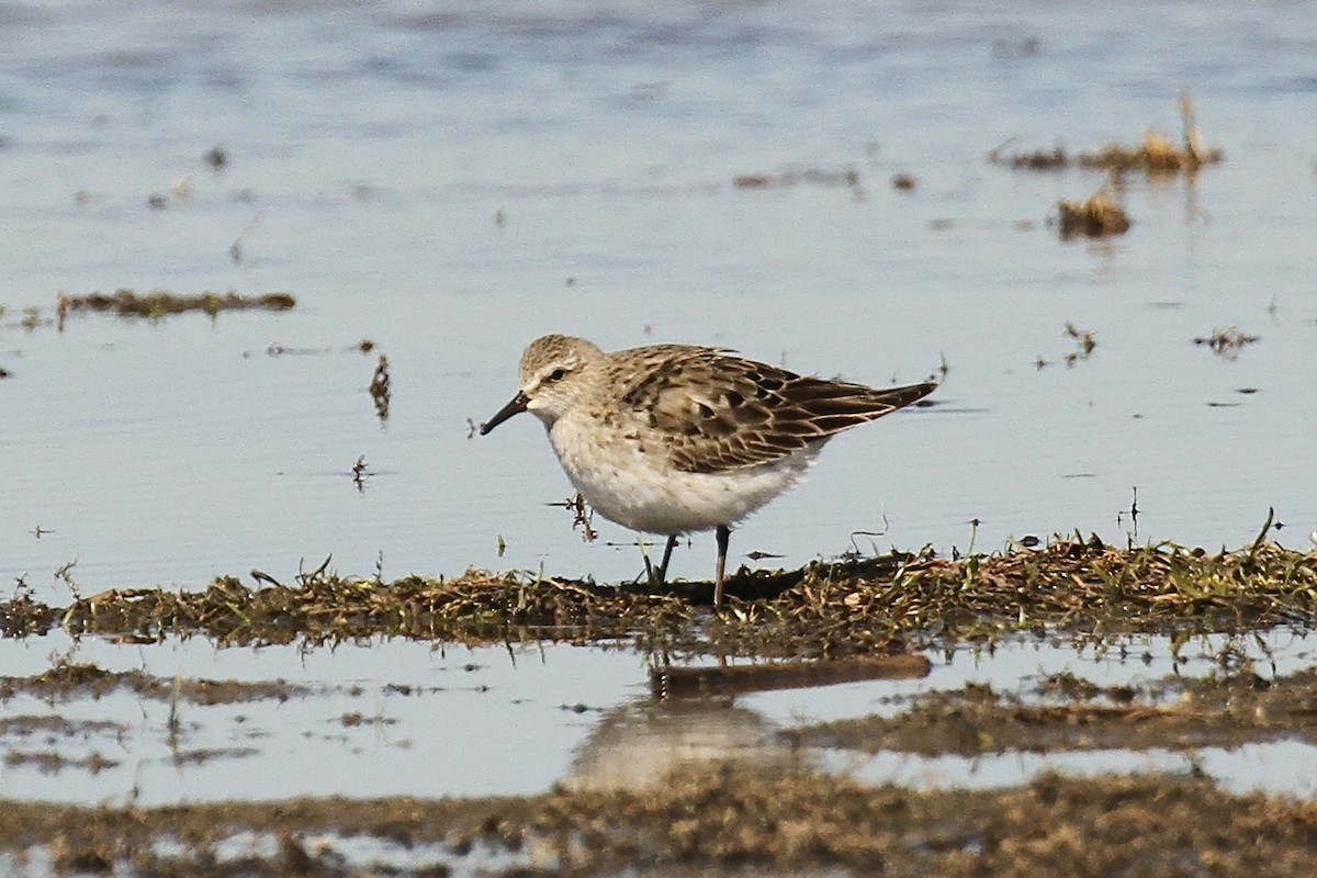 White-rumped Sandpiper - ML641305098