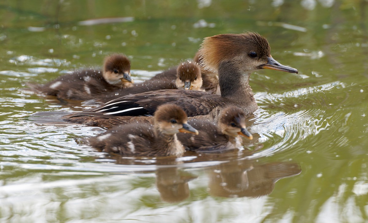 Hooded Merganser - ML641305103