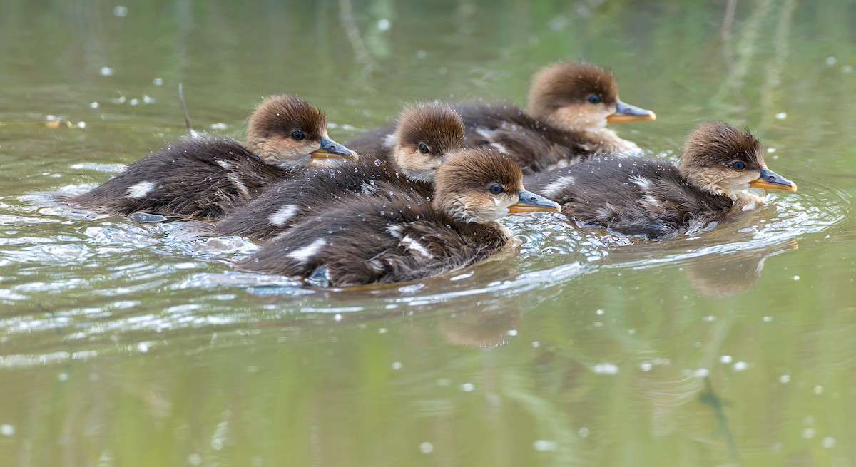 Hooded Merganser - ML641305122