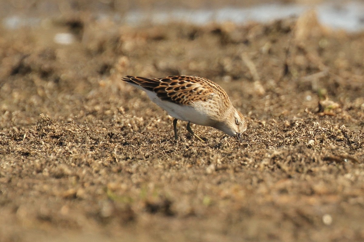 Least Sandpiper - ML641305123