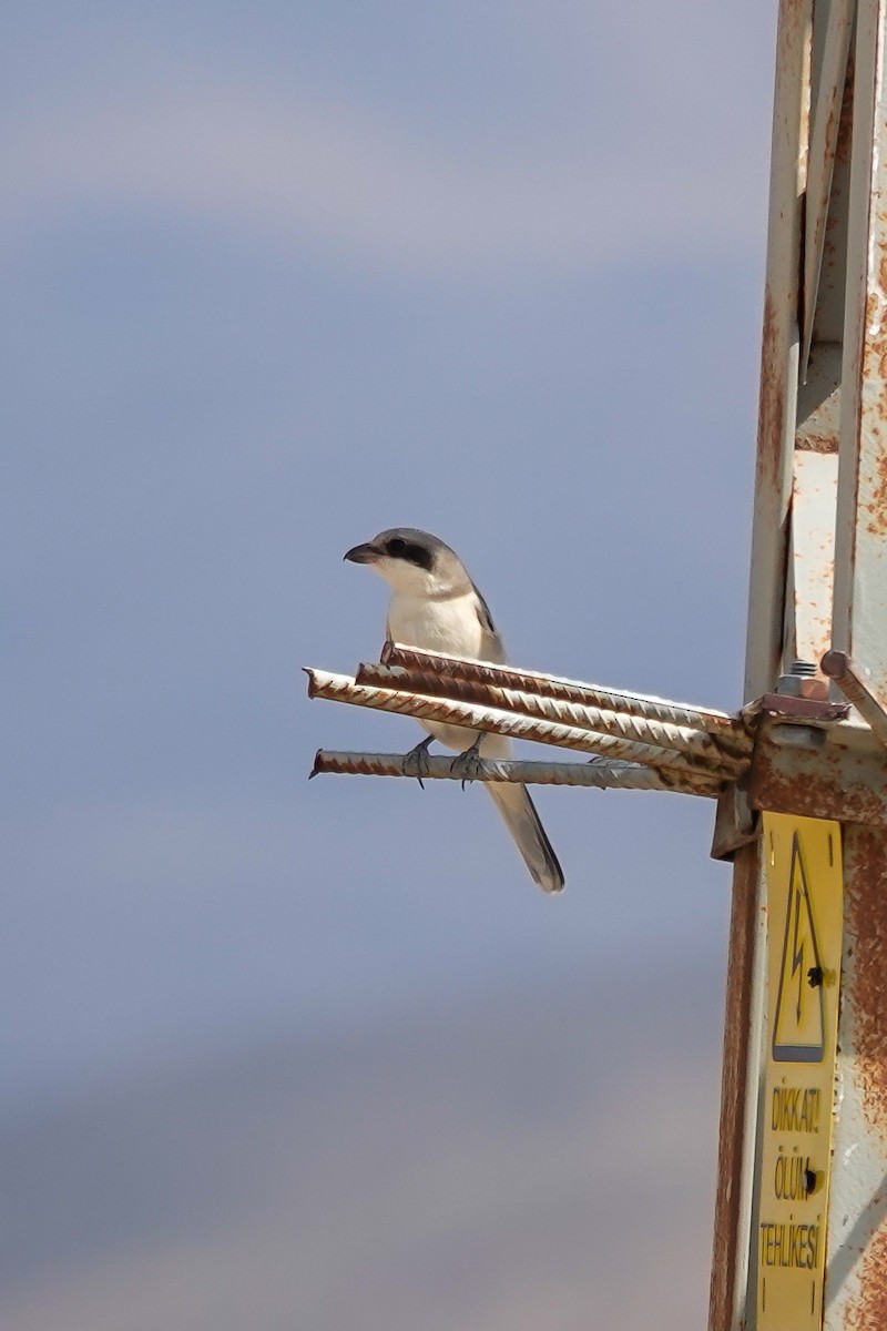 Lesser Gray Shrike - ML641305124