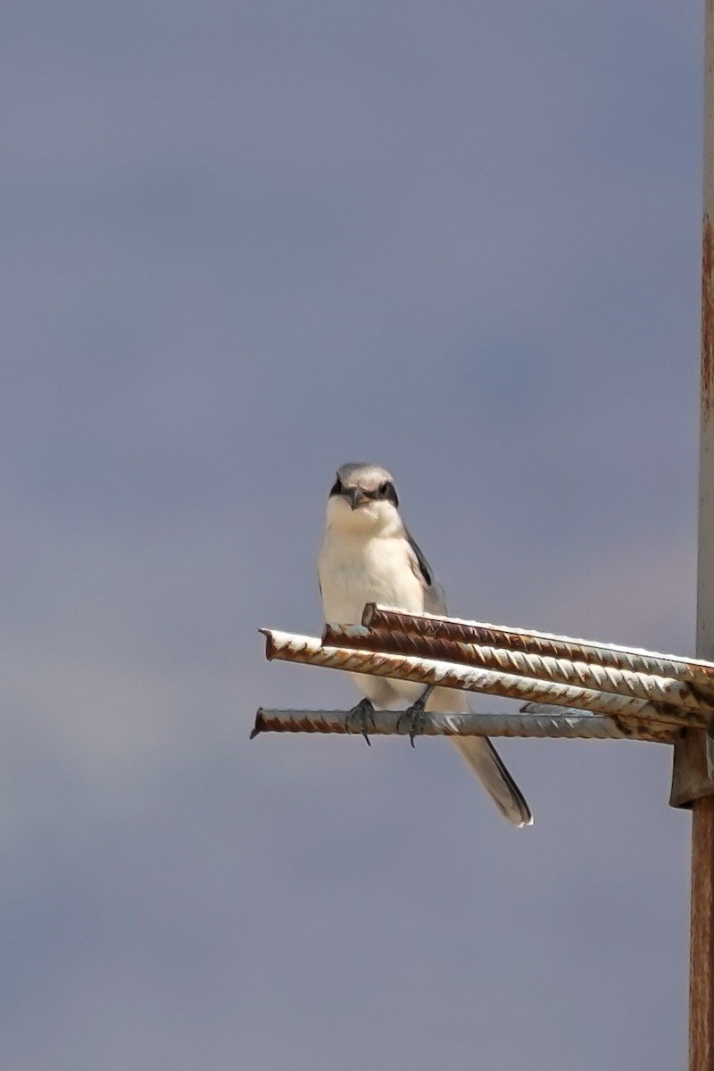 Lesser Gray Shrike - ML641305125