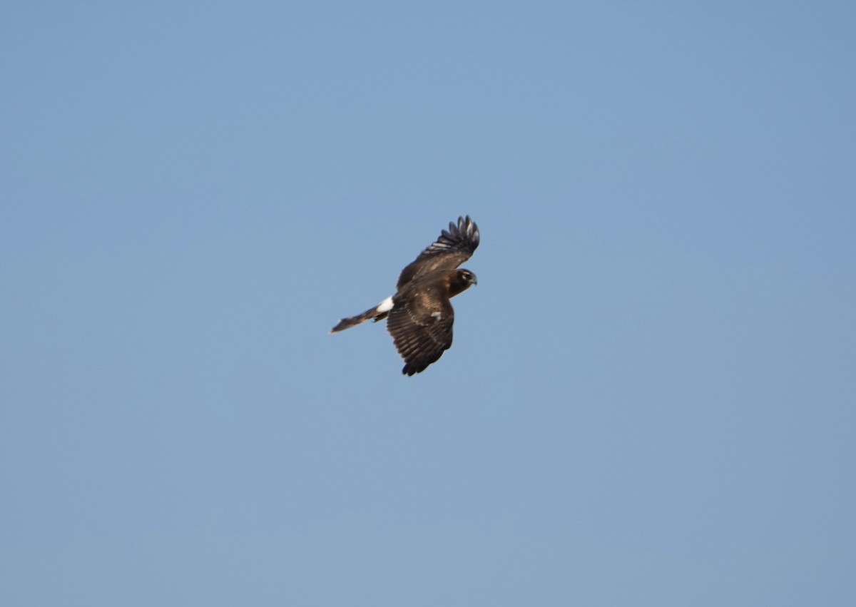 Northern Harrier - ML641305129