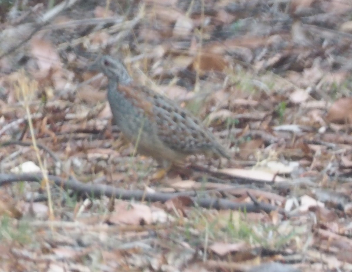 Painted Buttonquail - ML641305131