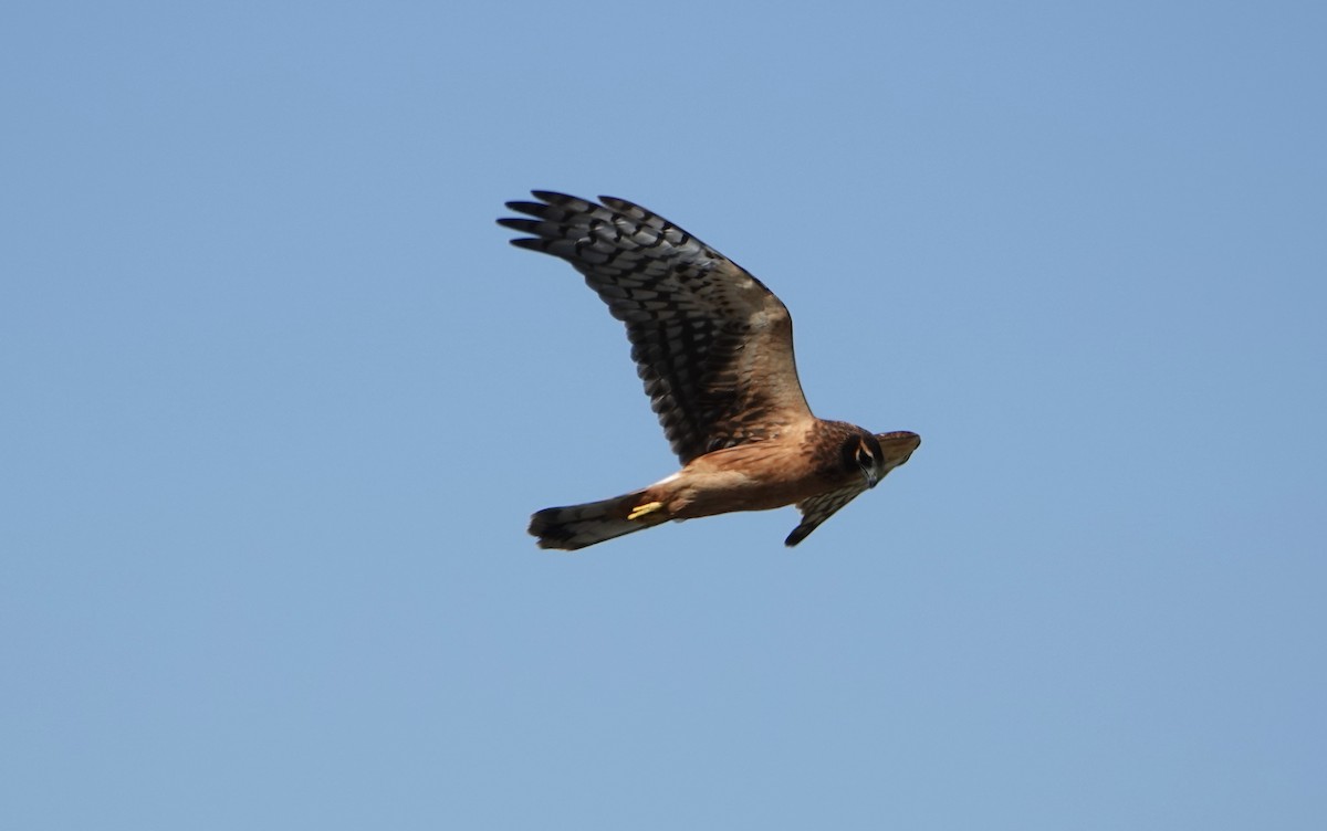 Northern Harrier - ML641305132