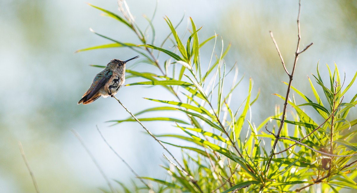 Rufous Hummingbird - ML641305134