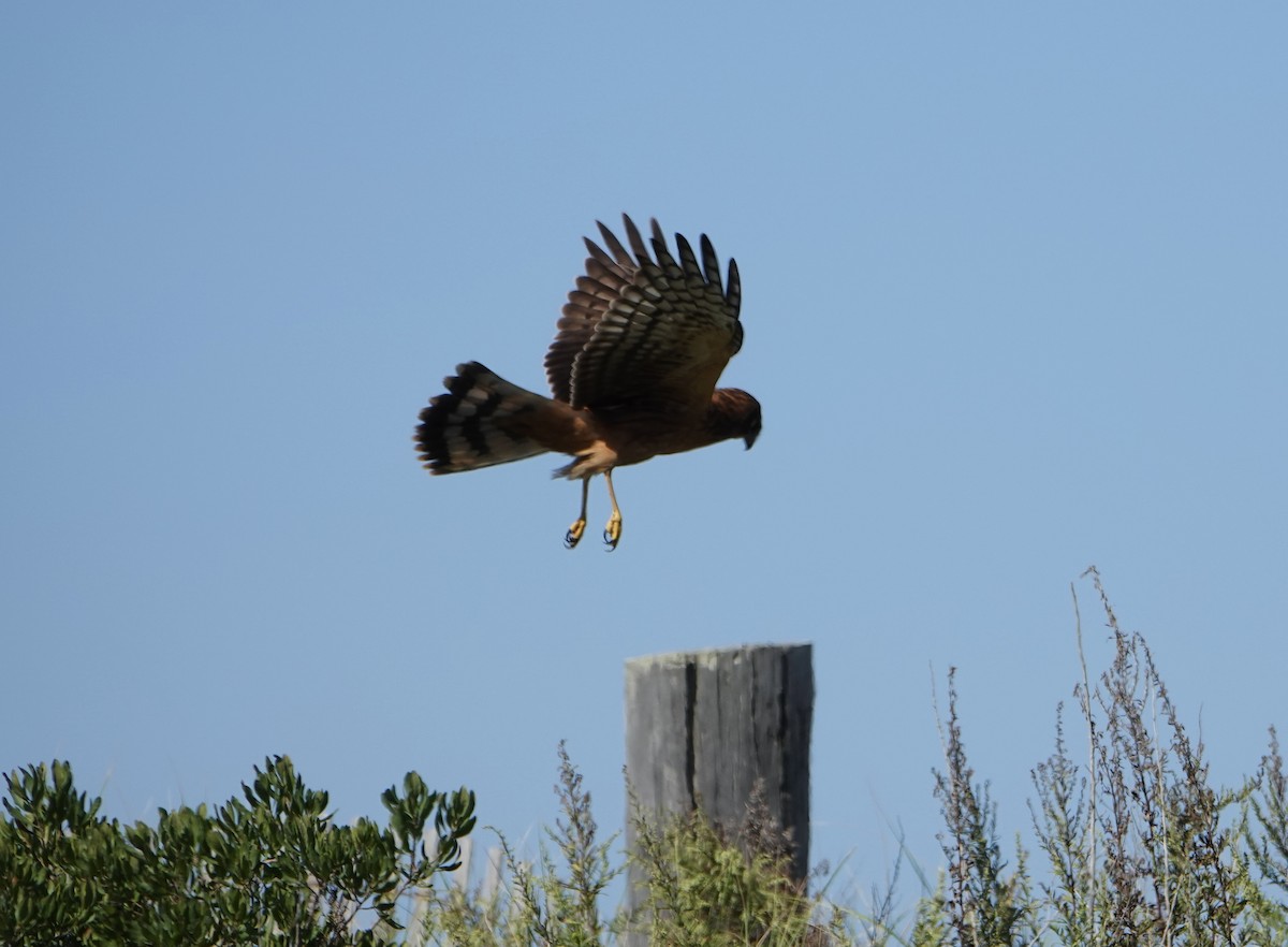 Northern Harrier - ML641305135
