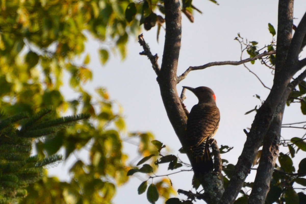 Northern Flicker - ML641305138