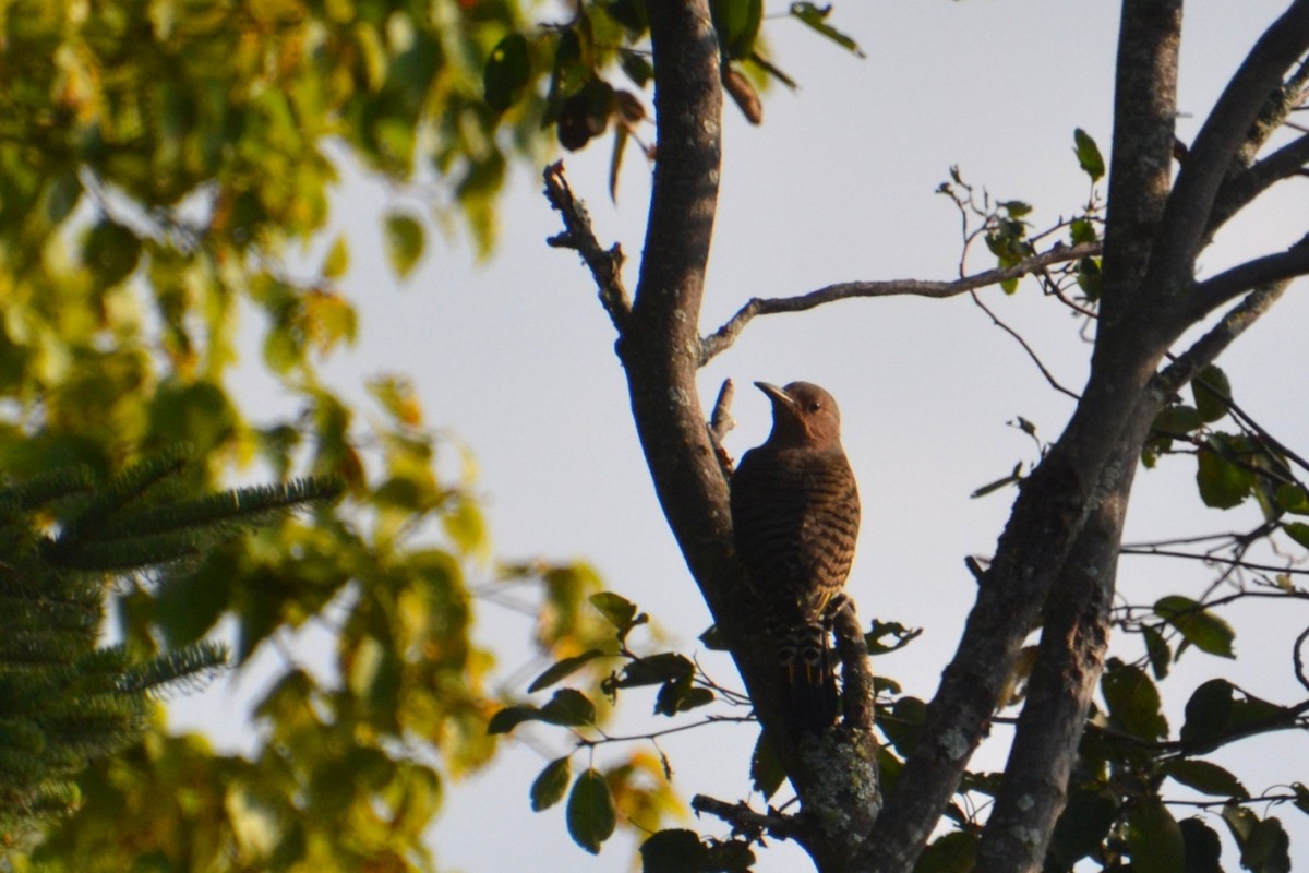 Northern Flicker - ML641305139