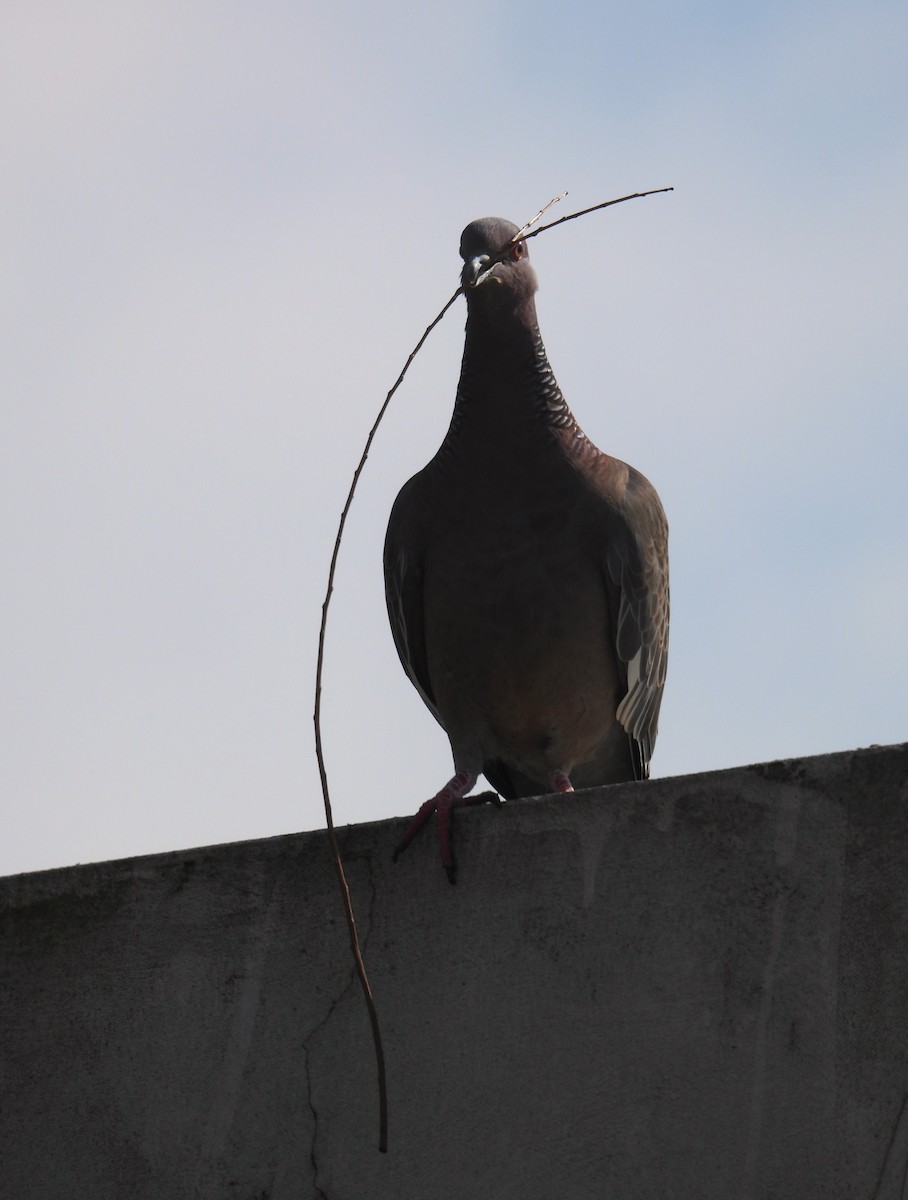 Picazuro Pigeon - ML641305140