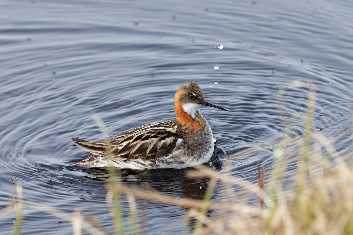 Red-necked Phalarope - ML641305141